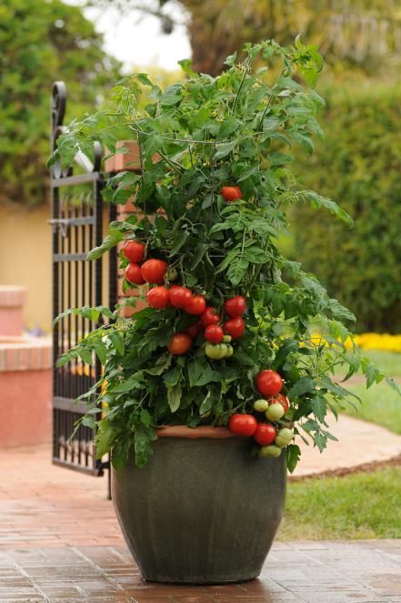 Passo a passo para plantar tomates em vasos