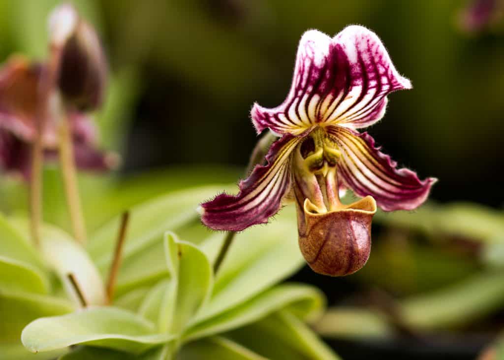 As 10 orquídeas mais raras do mundo