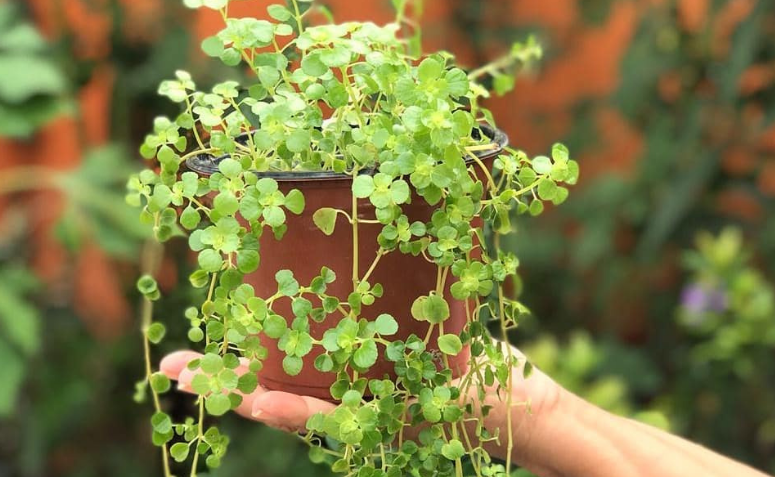 planta dinheiro em penca