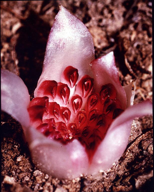 Orquídea rara