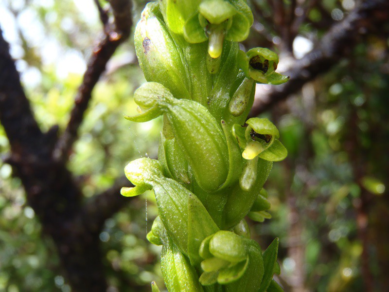 Orquídea rara