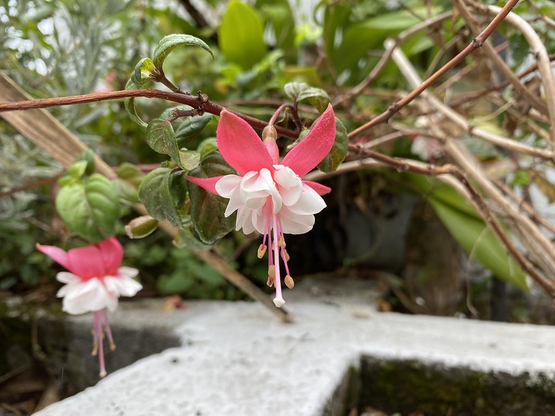 Brinco-de-princesa: a flor “it” do momento