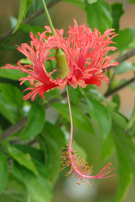 Brinco-de-princesa: a flor “it” do momento