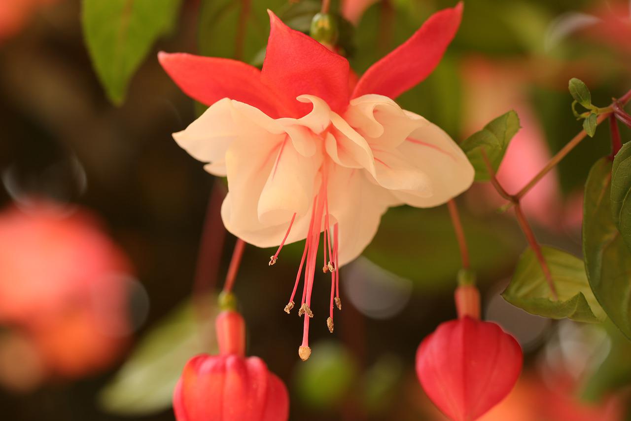 Brinco-de-princesa: a flor “it” do momento