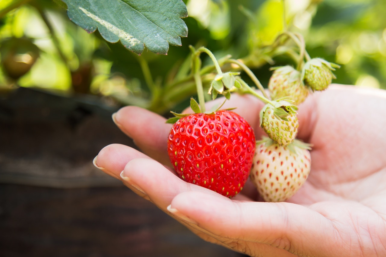 Como cultivar morangos dentro de casa