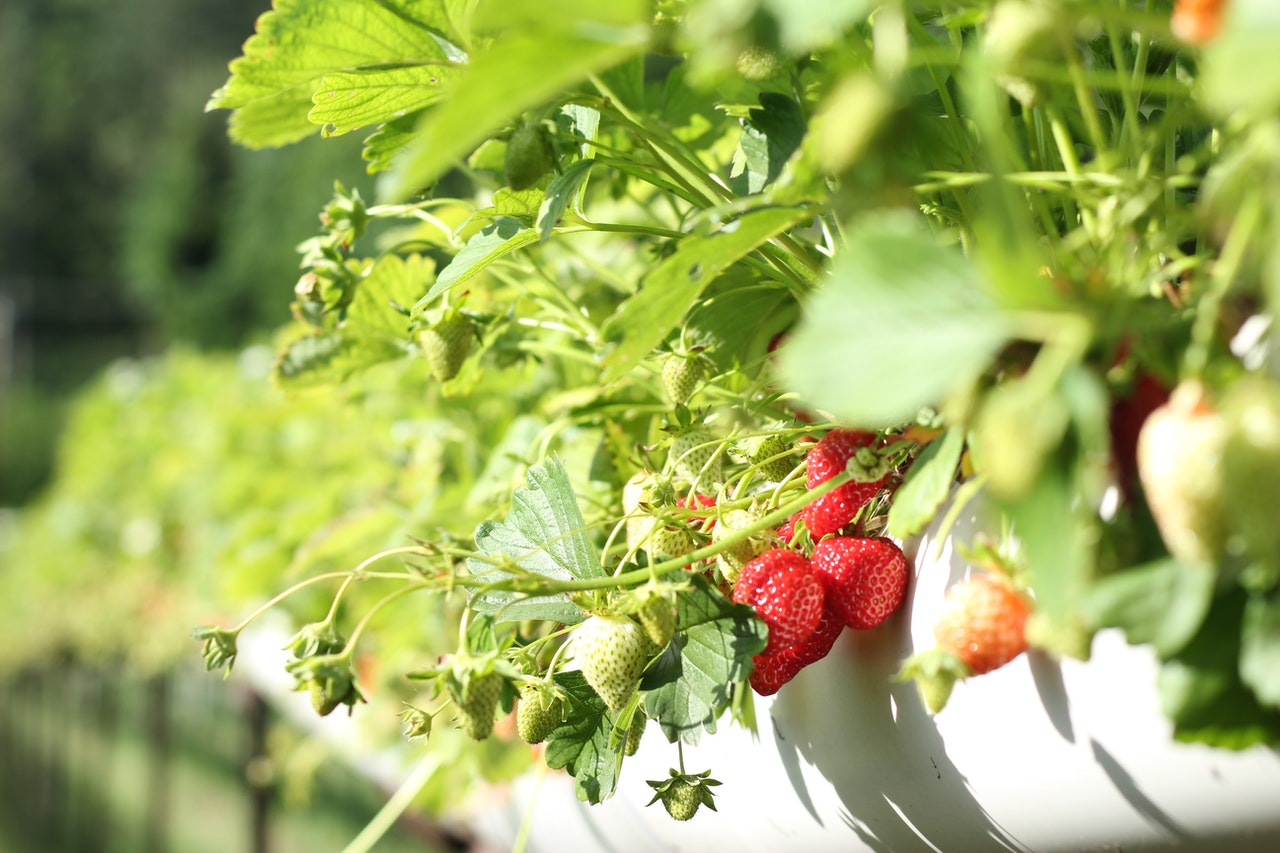 Como cultivar morangos dentro de casa