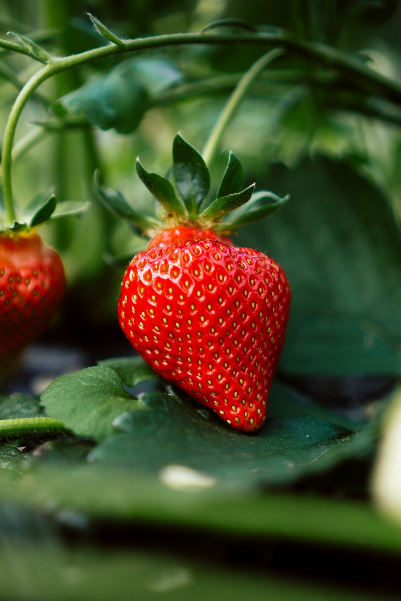 Como cultivar morangos dentro de casa