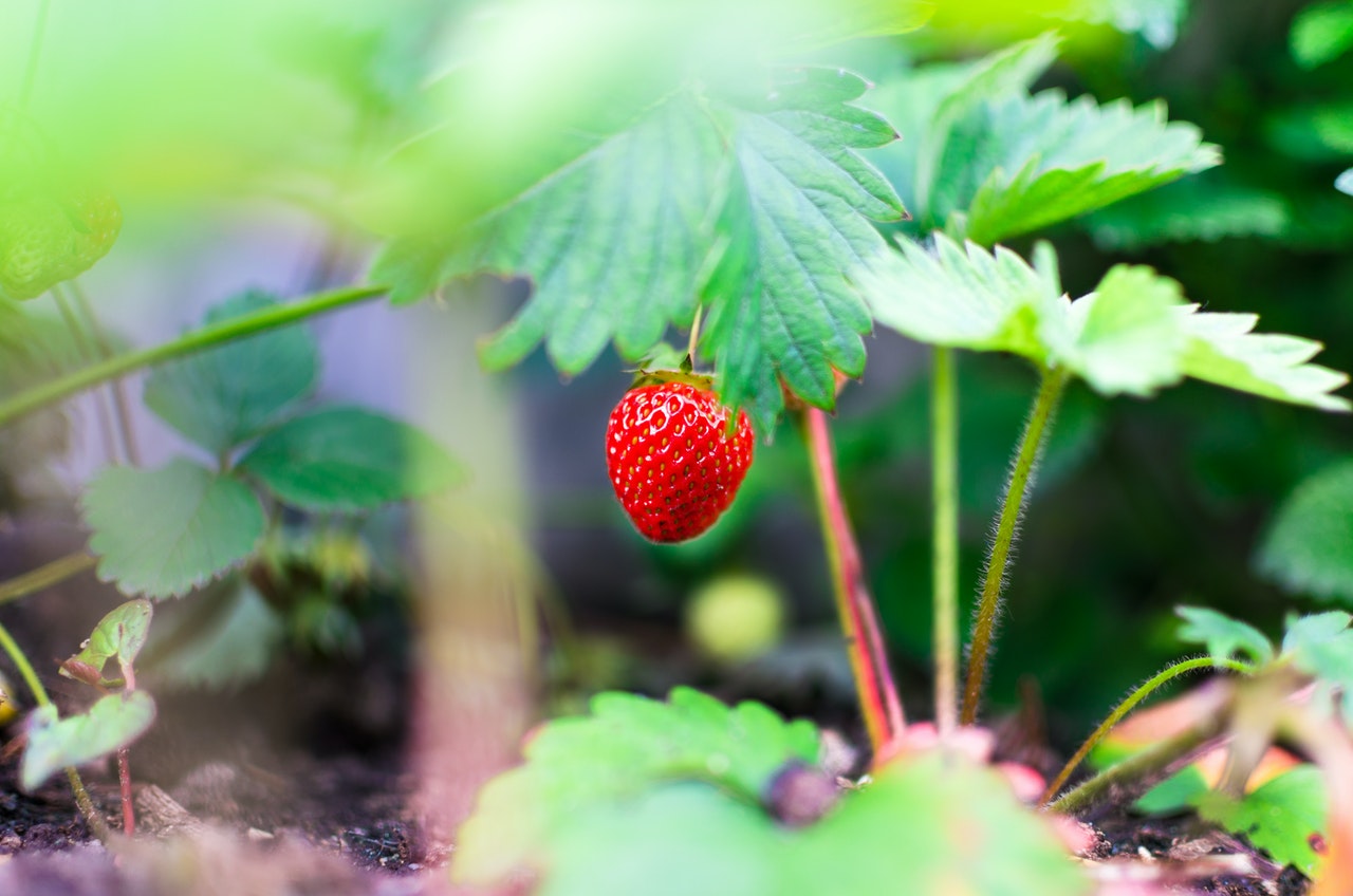 Como cultivar morangos dentro de casa