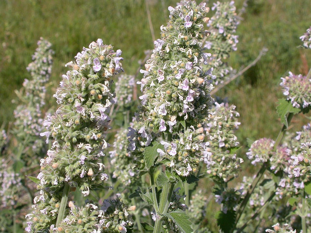 Flores de erva de gato.