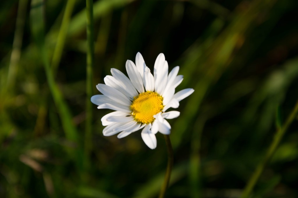 Closeup de flor de margarida branca com miolo amarelo.