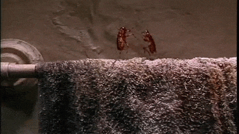 Gif de baratas dançando