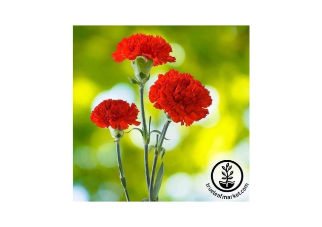 Qual é a flor do seu aniversário? Qual é a flor do seu aniversário?