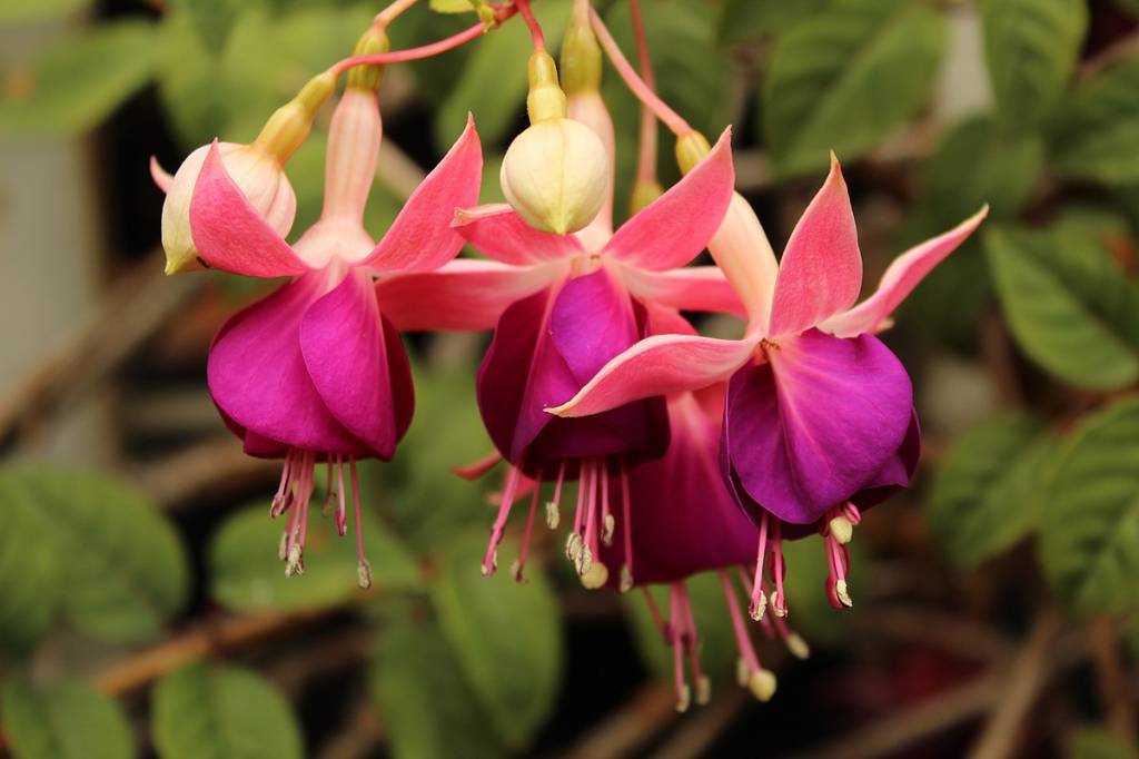 Brinco-de-princesa: como plantar e cultivar a flor