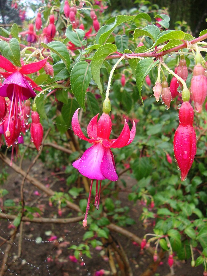 Brinco-de-princesa: como plantar e cultivar a flor