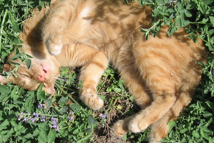 Gato amarelo deitado em erva de gato