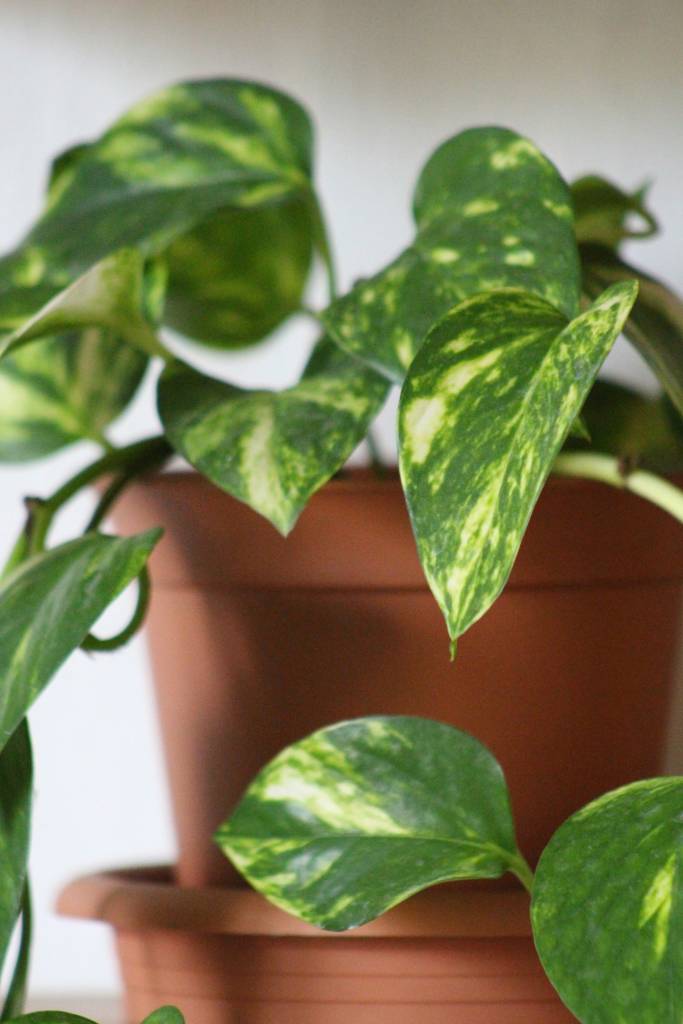 Como plantar e cuidar de jiboia
