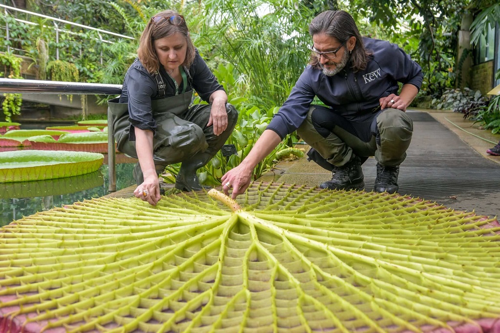 Cientistas analisando parte inferior de vitória régia