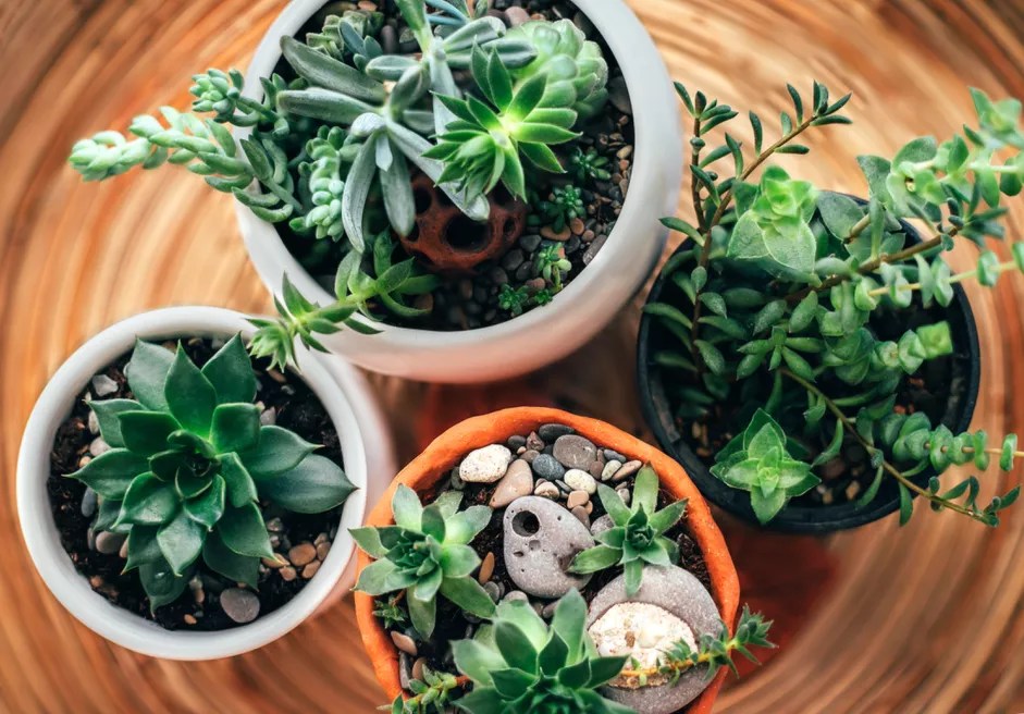 Plantas pequenas em vasos vistos de cima