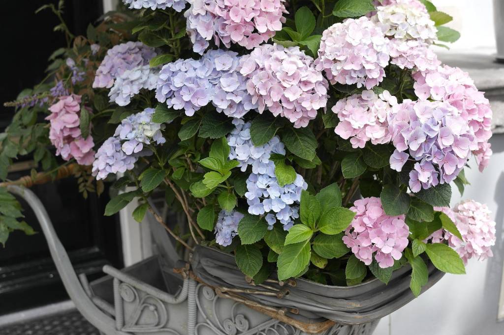1-flores-e-friozinho-dicas-para-cuidar-das-plantas-no-inverno Hortênsias