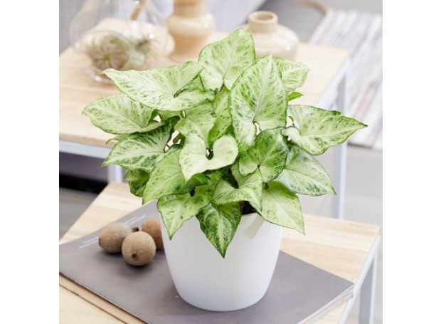 Syngonium spp: florescendo em um ambiente seco, esta é uma planta ideal para os interiores e nunca deixará de impressioná-lo com sua folhagem verde brilhante e linhas proeminentes.<div id="AdThrive_Content_12_desktop" class="adthrive-ad adthrive-content adthrive-content-12 adthrive-ad-cls up-show" data-google-query-id="CPjhtLOf7fkCFQZHuAQdFA8K4A"></div>