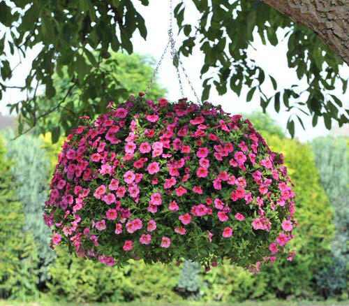 16 dicas para começar um jardim na varanda Balcony Garden Web (15) Vaso suspenso com planta repleta de flores rosas.