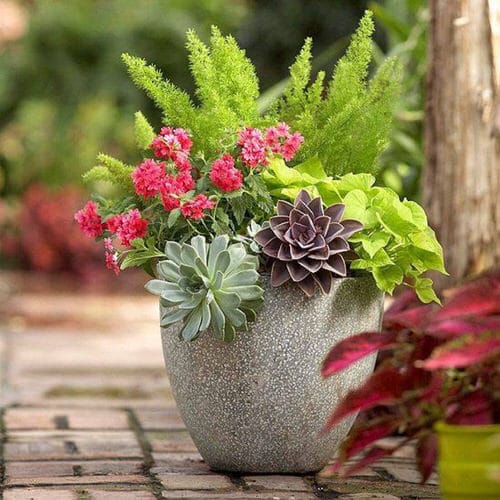 16 dicas para começar um jardim na varanda Balcony Garden Web (22) Vaso com diversas espécies de plantas, algumas floridas.