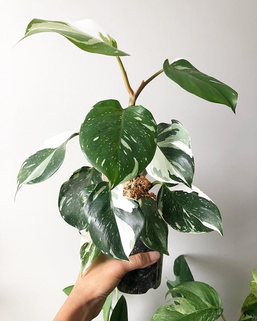 19 plantas com folhas listradas Balcony Garden Web (10) Planta de folhas verdes e manchas brancas envasada.