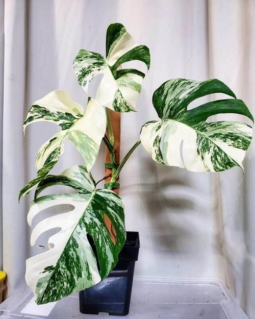 19 plantas com folhas listradas Balcony Garden Web (11) Planta de folhas verdes e manchas brancas envasada.
