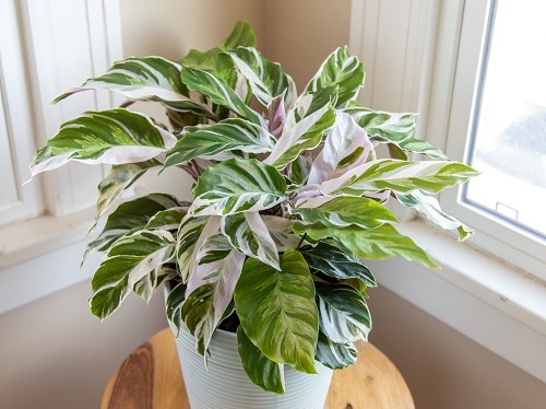 19 plantas com folhas listradas Balcony Garden Web (12) Planta de folhas verdes e manchas brancas envasada.