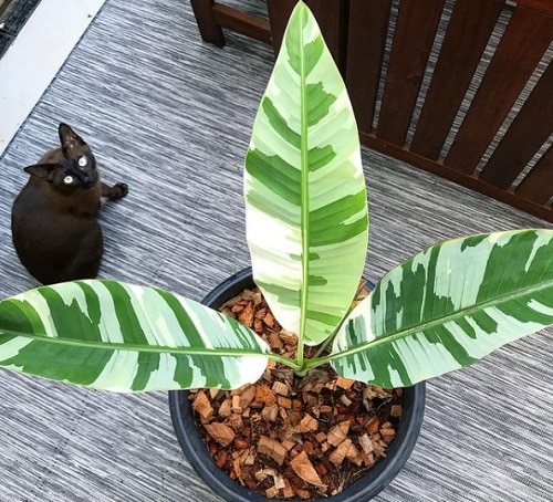 Planta de folhas verdes e manchas brancas envasada.