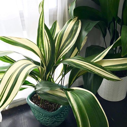 19 plantas com folhas listradas Balcony Garden Web (14) Planta de folhas verdes e listras brancas envasada.