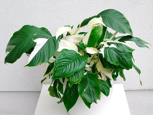 19 plantas com folhas listradas Balcony Garden Web (15) Planta de folhas verdes e manchas brancas envasada.