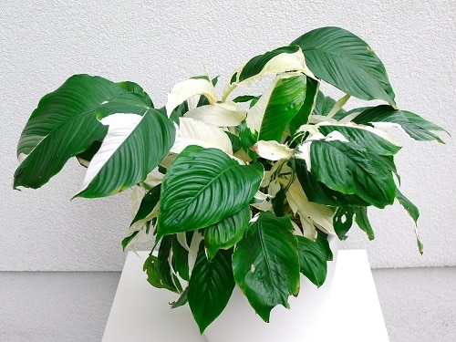 19 plantas com folhas listradas | CASA.COM.BR