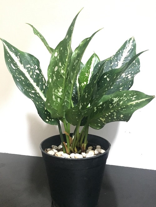 19 plantas com folhas listradas Balcony Garden Web (16) Planta de folhas verdes e manchas brancas envasada.