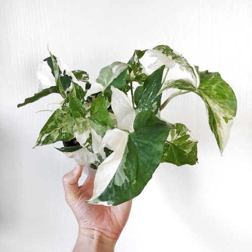 19 plantas com folhas listradas Balcony Garden Web (2) Planta de folhas verdes e manchas brancas envasada.