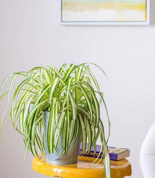 Planta de folhas verdes e listras brancas envasada.