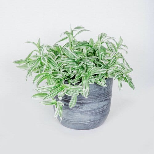 19 plantas com folhas listradas Balcony Garden Web (3) Planta de folhas verdes e listras brancas envasada.