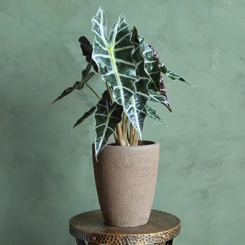 19 plantas com folhas listradas Balcony Garden Web (4) Planta de folhas verdes e listras brancas envasada.