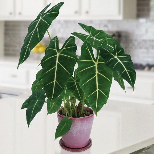 19 plantas com folhas listradas Balcony Garden Web (6) Planta de folhas verdes e listras brancas envasada.