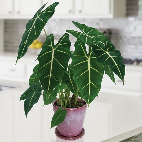 19 plantas com folhas listradas | CASA.COM.BR