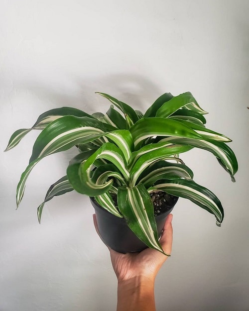 19 plantas com folhas listradas Balcony Garden Web (8) Planta de folhas verdes e listras brancas envasada.