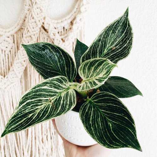 19 plantas com folhas listradas Balcony Garden Web Planta de folhas verdes e listras brancas envasada.