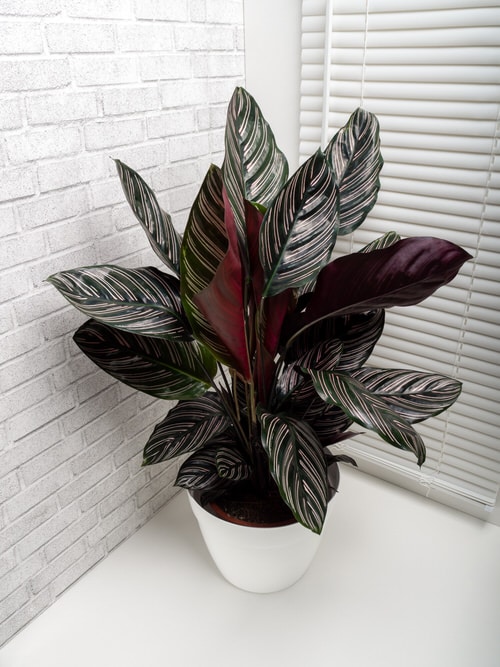 19 plantas com folhas listradas Balcony Garden Web Planta de folhas verdes e listras brancas envasada.