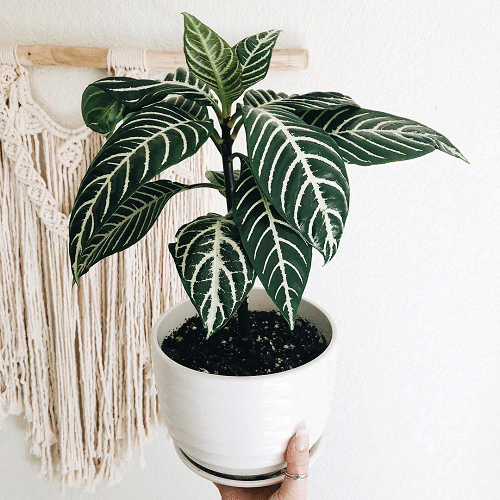 19 plantas com folhas listradas Balcony Garden Web Planta de folhas verdes e listras brancas envasada.