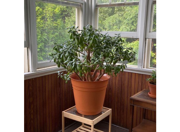 Planta jade: as plantas jade podem suportar a combinação de ar frio e quente. É uma ótima planta que sempre fica verde quando as outras plantas ficam sem vida em uma atmosfera seca.