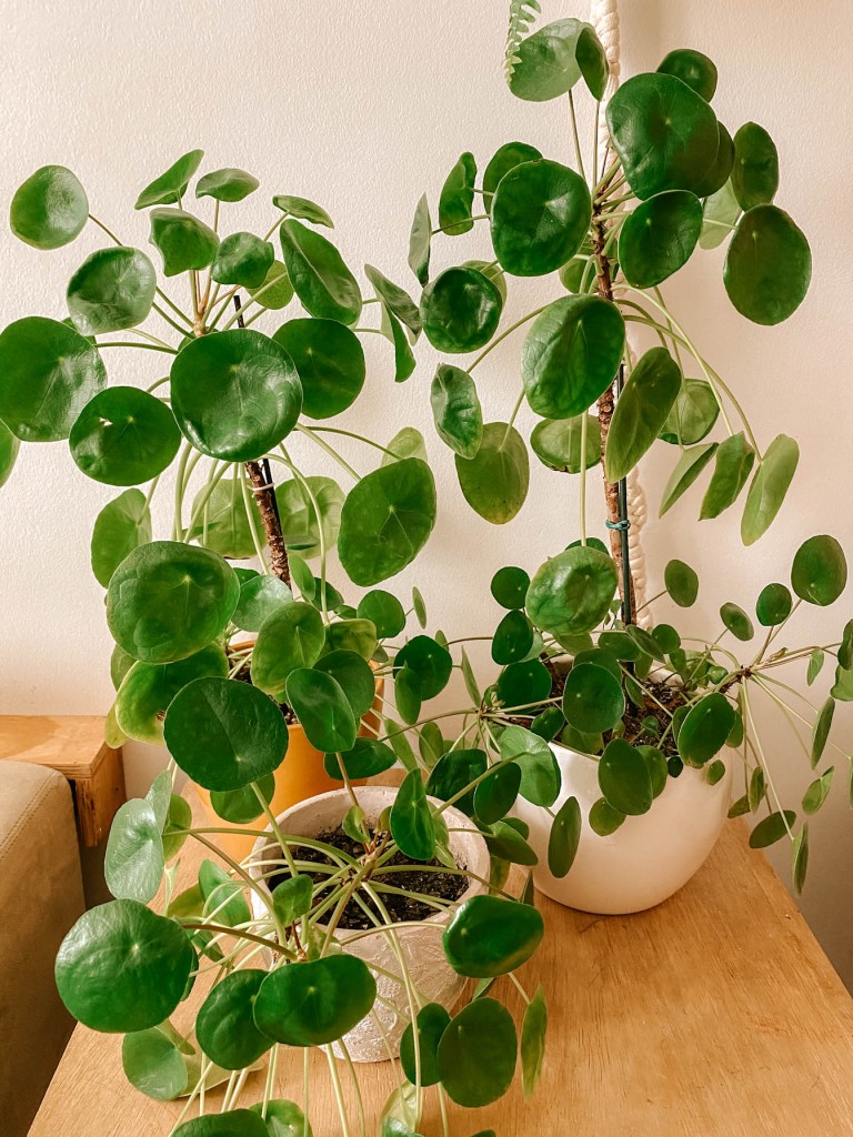 Pilea Peperomioides