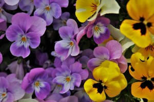 Flores e friozinho: dicas para cuidar das plantas no inverno