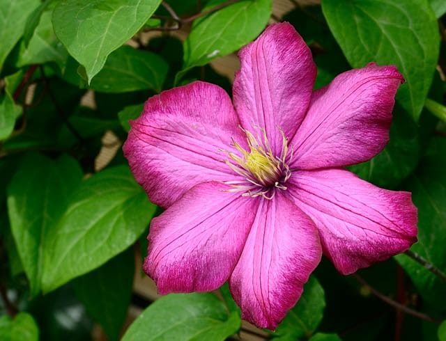 Lindas e perigosas: 13 flores comuns mas tóxicas