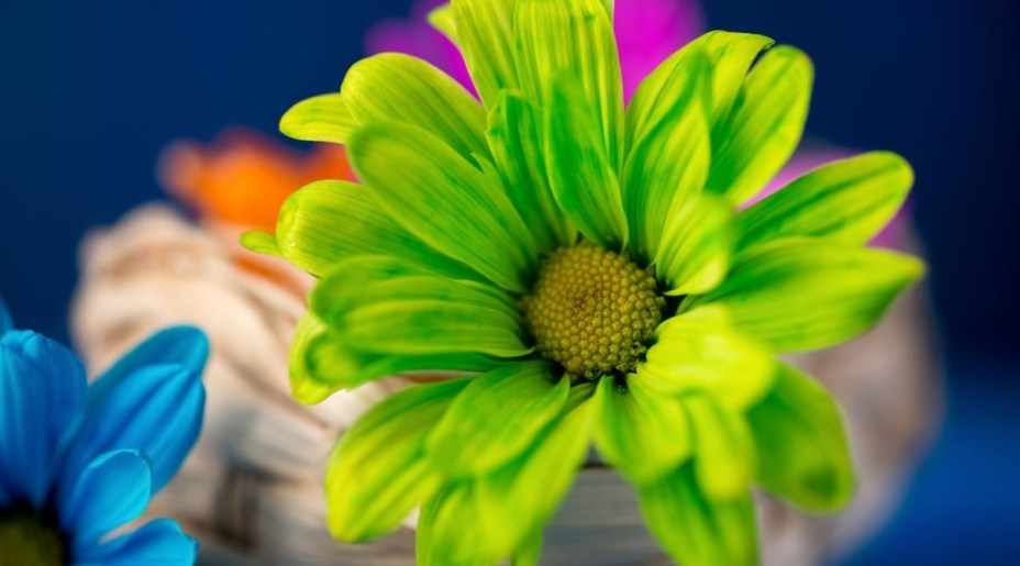 Gérbera: plantas que precisam de pleno sol para garantir as melhores flores. No entanto, não gostam de condições excessivamente quentes. Se você mora em algum lugar quente, é uma boa ideia plantá-las onde há sombra à tarde. As gérberas adoram solo úmido que seja bem drenado e preferirão um pH de solo neutro ou ácido.