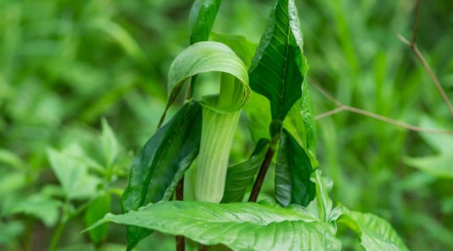 Lírio de cobra: são bastante fáceis de cultivar, desde que você tenha as condições certas. Eles gostam da sombra, pois é onde crescem selvagens em áreas mais arborizadas. Quanto ao solo, ficará feliz mesmo em terreno mal drenado. Eles preferem condições de solo úmido. Isso os torna um ótimo complemento para jardins de chuva ou sombra.